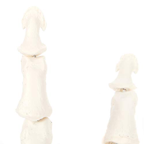 Axis Scientific Hand Skeleton Including Ulna and Radius - Left, Scientific Anatomy Model, Hand Anatomy Real Bones Set, Educational Model, Demonstration Skill, Human Anatomy System Miniature