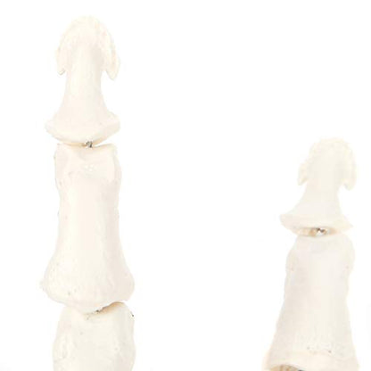 Axis Scientific Hand Skeleton Including Ulna and Radius - Left, Scientific Anatomy Model, Hand Anatomy Real Bones Set, Educational Model, Demonstration Skill, Human Anatomy System Miniature