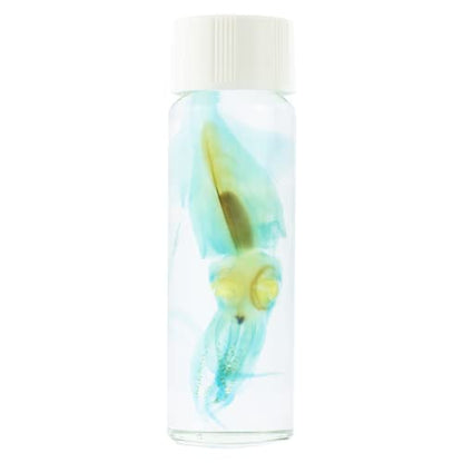 Diaphonized/ Transparent specimen, Deep sea creature of West Pacific,Squid, Teuthida - style: Squid, Teuthida…