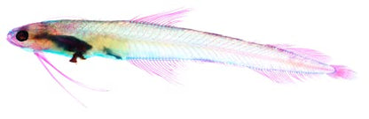 DIY Transparent Specimen Kit, Fish - style: DIY Kit, Fish