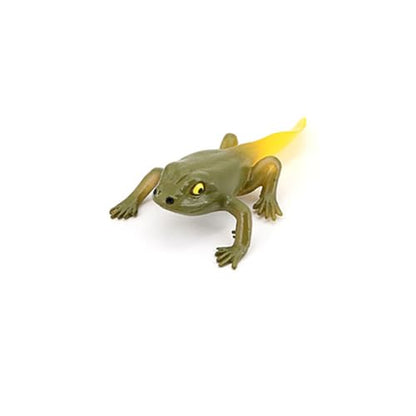 Hvogvok Frog Growth Cycle, Animal Growth Cycle Biological Model, Growth Stage Lifelike Frog Life Cycle Model Set for Kids Education Insect Themed Party Favors - style: Frog