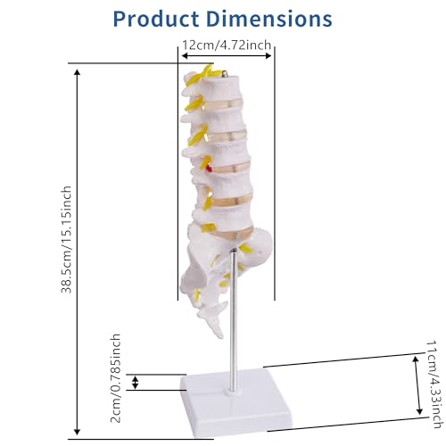 Lumbar Spine Model for Anatomy Education, Life Size Human Lumbar Model with 5 Vertebrae Sacrum, Spinal Disc, and Sturdy Base, Ideal Tool for Medical Teaching and Learning - style: Lumbar Spine Model