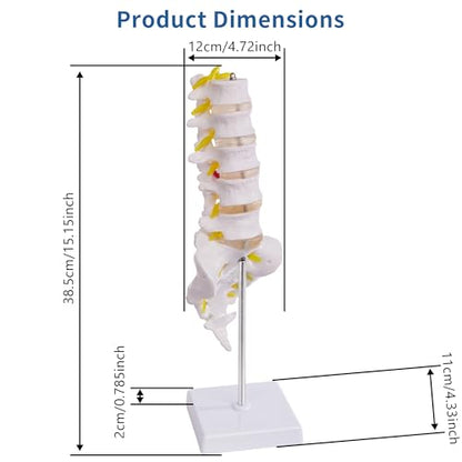 Lumbar Spine Model for Anatomy Education, Life Size Human Lumbar Model with 5 Vertebrae Sacrum, Spinal Disc, and Sturdy Base, Ideal Tool for Medical Teaching and Learning - style: Lumbar Spine Model