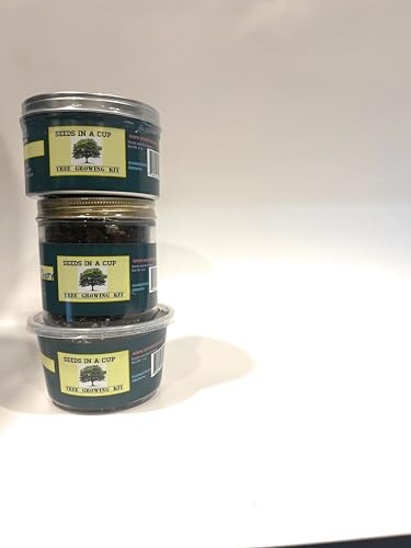 Seeds In A Cup- Tree Growing Kit- Japanese Maple