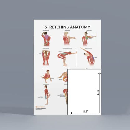 Anatomy Lab Stretching, Muscular, and Skeletal Human Anatomy Poster Set - 3 PACK LAMINATED, 17.3 x 22.5 Inches, Detailed Skeletal System and Muscle Chart Anatomy Poster - color: Stretching + Muscular + Skeletal