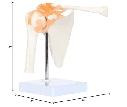 Axis Scientific Human Shoulder Joint Model with Functional Ligaments