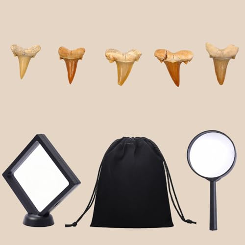 Authentic Shark Teeth Fossils with Collection Box & Magnifier, 5 Pack - color: Shark Teeths