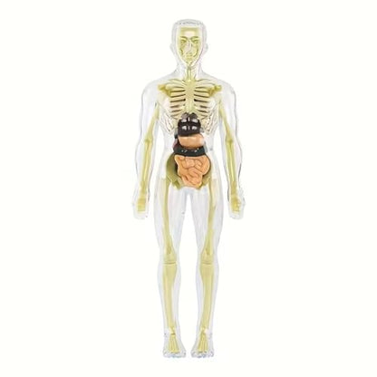Human Anatomy Model Set Educational STEM Kit Teaching Skeleton Model Kit with Removable Organs Learning Tool for Science Classroom Demonstrations and Displays (Full Transparent) - color: Full Transparent