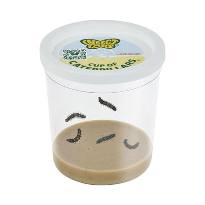 Insect Lore Cup of Caterpillars Basic – 5 Live Painted Lady Caterpillars with Food – Refill Kit for Butterfly Garden Habitat – STEM Science Activity for Kids & Classrooms - style: 1 Cup Basic