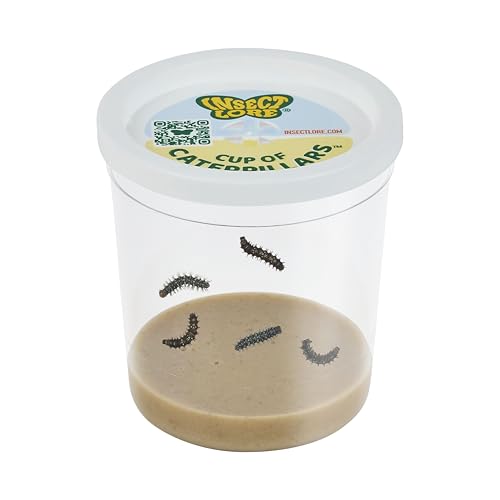 Insect Lore Cup of Caterpillars Basic – 5 Live Painted Lady Caterpillars with Food – Refill Kit for Butterfly Garden Habitat – STEM Science Activity for Kids & Classrooms - style: 1 Cup Basic
