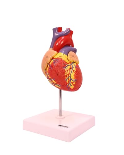 Axis Scientific Life-Size Human Heart Model