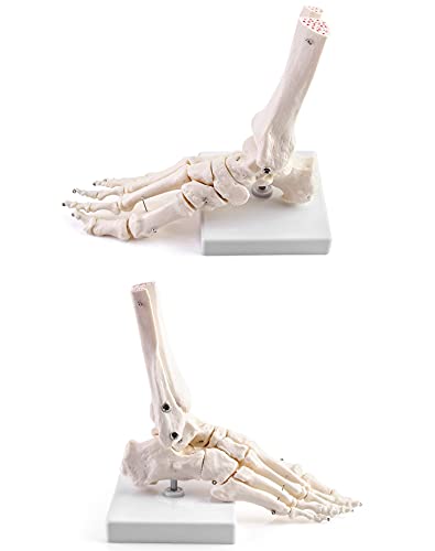 QWORK Human Foot Skeleton Model, Life Size Anatomy Foot and Ankle Model, Right, Fully Articulated, for Education Study & Science Classroom