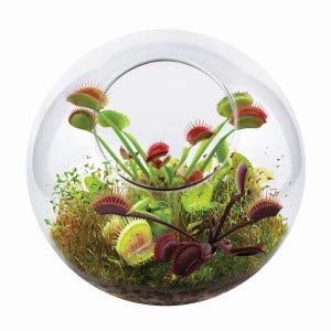 Carnivorous Fly Trap Glass Terrarium Garden Kit by Unique Gardener, Plant Terrarium Starter Supplies for Indoor Gardening - Watch Jaws Snap Shut - Easy & Fun Flytrap Planting Lasts for Years! - style: Venus Flytrap