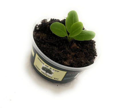 Tree Grow Kit | Easy to use | Educational | Memorial Gift | Plant It for The Planet | Grow Your Own Tree |Wide Selection to Choose from (Dessert Grape) - style: Dessert Grape