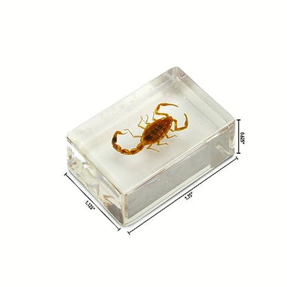 Geoworld 10 Insect Specimens Set - Real Beetles, Scorpions, Crickets in Resin with Magnifying Glass & Booklet - Great for Science Projects - Kids Scientific Educational Toy