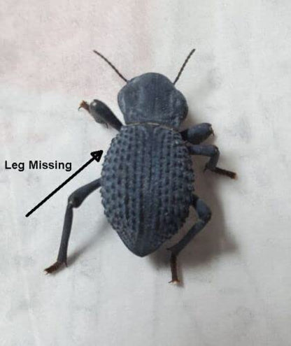 Flawed Blue Death Feigning Beetle (Group of 10) - Fun & Easy Care - Live Ironclad Beetle!