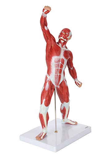 Axis Scientific 20" Miniature Human Muscular Figure