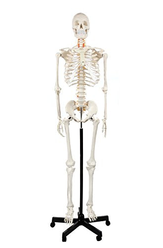 Axis Scientific Life Size Skeleton Model for Anatomy Study