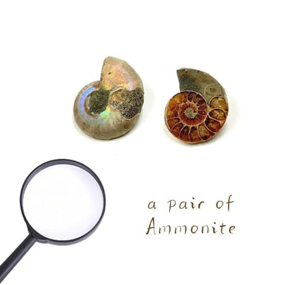 Authentic Ammonite Fossils with Collection Box & Magnifier, 2 pcs, Diameter 2-3cm - color: Ammonite