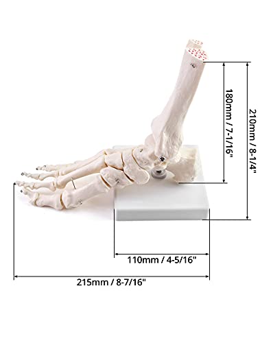 QWORK Human Foot Skeleton Model, Life Size Anatomy Foot and Ankle Model, Right, Fully Articulated, for Education Study & Science Classroom