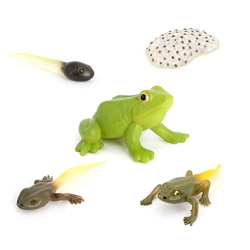 Hvogvok Frog Growth Cycle, Animal Growth Cycle Biological Model, Growth Stage Lifelike Frog Life Cycle Model Set for Kids Education Insect Themed Party Favors - style: Frog