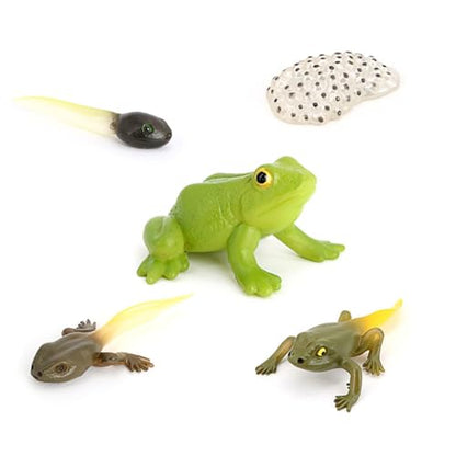 Hvogvok Frog Growth Cycle, Animal Growth Cycle Biological Model, Growth Stage Lifelike Frog Life Cycle Model Set for Kids Education Insect Themed Party Favors - style: Frog