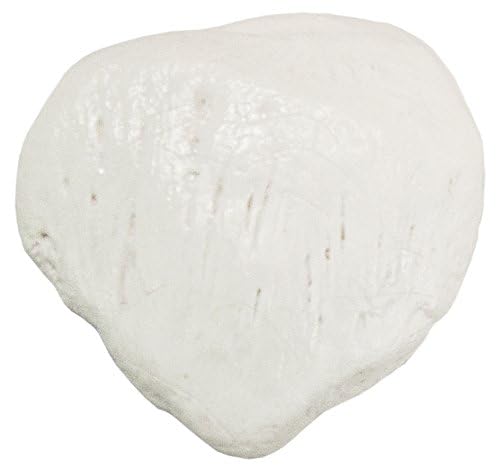 Axis Scientific Patella Bone Model, Left