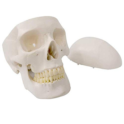 Disarticulated Human Skeleton Model for Anatomy 67 inch High, Full Size