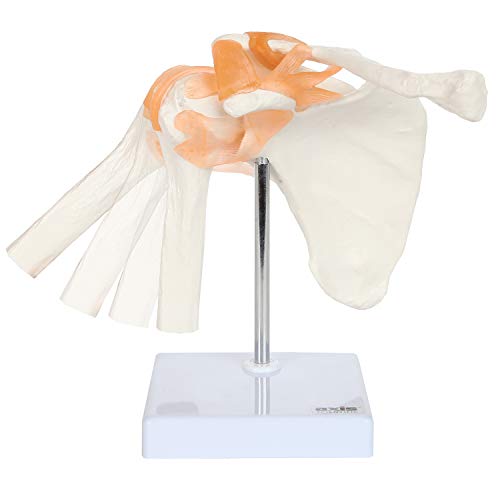 Axis Scientific Human Shoulder Joint Model with Functional Ligaments