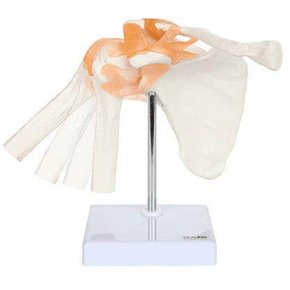 Axis Scientific Human Shoulder Joint Model with Functional Ligaments
