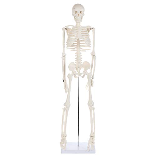 Anatomy Lab Human Skeleton Model, 34" Skeleton with Base, Movable Arms and Legs, and Detailed Human Bones. Durable Design Perfect for Students and Teachers