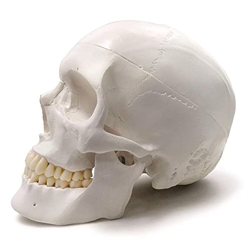 Human Adult Skull Anatomical Model, 3 Part, Life Size 9" Height