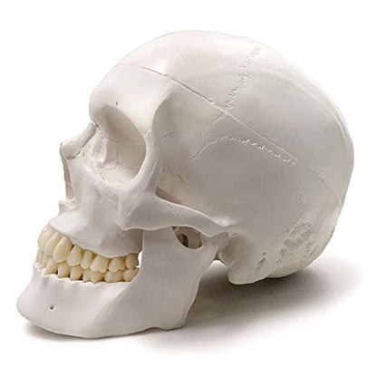 Human Adult Skull Anatomical Model, 3 Part, Life Size 9" Height