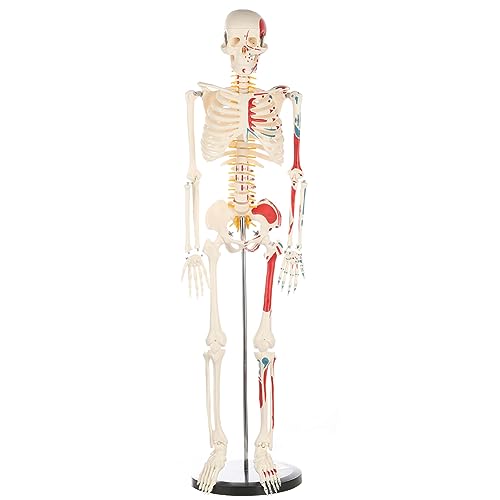 breesky Human Skeleton Model for Anatomy: Metal Stand & Removable Joints - color: Red+blue+white