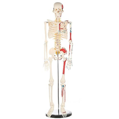 breesky Human Skeleton Model for Anatomy: Metal Stand & Removable Joints - color: Red+blue+white