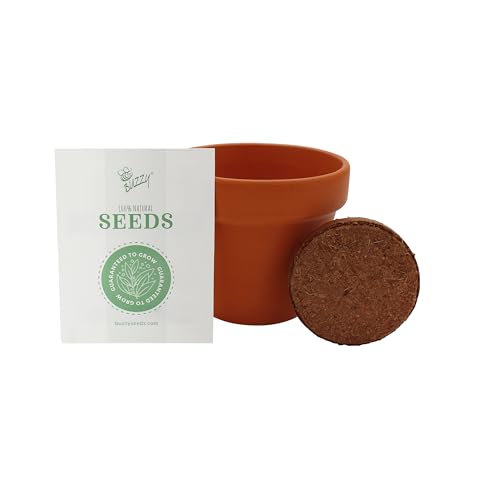 Buzzy Seeds Holiday Spruce Grow Kit 4-Pack, Terracotta Pots, Bonsai Gift