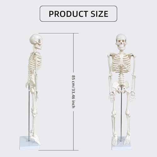 Human Skeleton Model for Anatomy, 33.4" Skeleton Model with Metal Stand