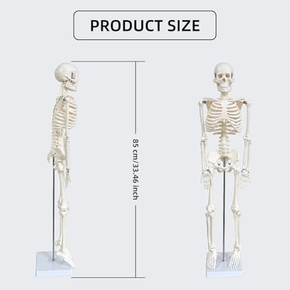 Human Skeleton Model for Anatomy, 33.4" Skeleton Model with Metal Stand