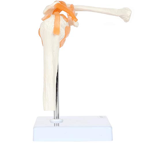 Axis Scientific Human Shoulder Joint Model with Functional Ligaments