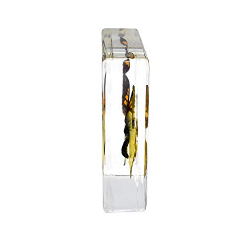 Real Insect Butterfly Specimen Paperweight Animal Taxidermy Collection Display Sciecne Classroom Specimen for Science Education (Butterfly 13) - color: Butterfly 13