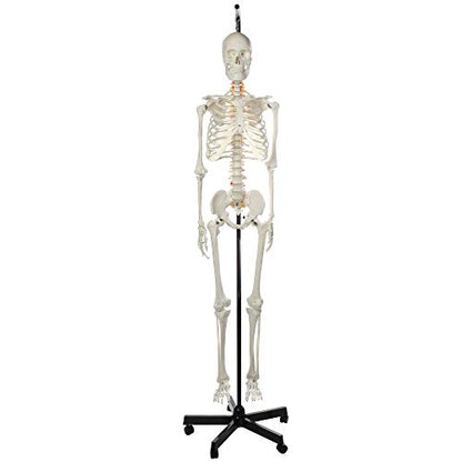 Axis Scientific Classic Human Skeleton with Study, Numbering Guide