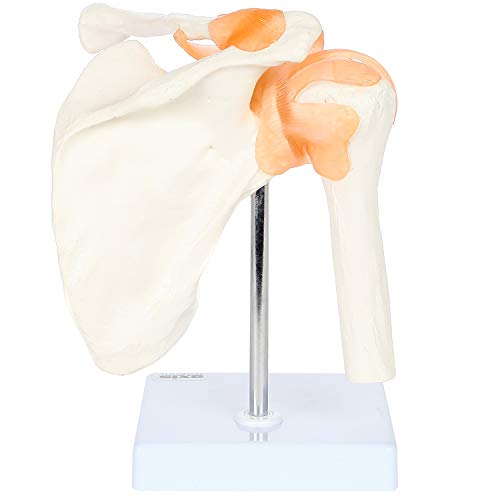 Axis Scientific Human Shoulder Joint Model with Functional Ligaments
