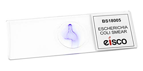EISCO Escherichia Coli Smear, Gram Stain - Prepared Microscope Slide - 75 x 25mm - Biology & Microscopy - size: Single Slide
