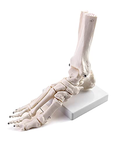 QWORK Human Foot Skeleton Model, Life Size Anatomy Foot and Ankle Model, Right, Fully Articulated, for Education Study & Science Classroom