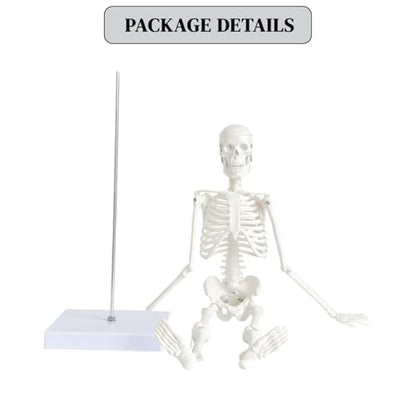 WEEK NINE 17" Mini Human Skeleton Model for Anatomy