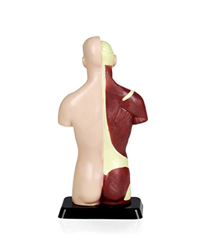 VAT105 Sexless Human Torso | 7 Removable Parts | Displays Respiratory, Circulatory, Digestive, Nervous, Urinary System, and Musculature | Instruction Manual Included