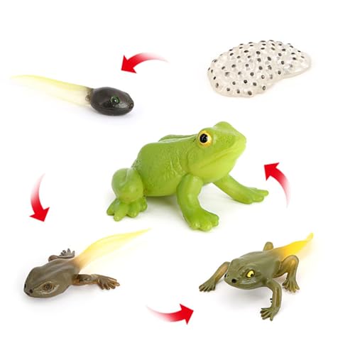 Hvogvok Frog Growth Cycle, Animal Growth Cycle Biological Model, Growth Stage Lifelike Frog Life Cycle Model Set for Kids Education Insect Themed Party Favors - style: Frog