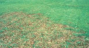 Soil Moist SAP Garden and Lawn Soil Treatment for Improved Water Retention Keep Plant Root Zone Moisture (5)