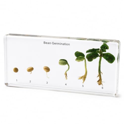 Bean's Lifecycle in Resin-Real Green Bean Plant Germination & Growth Specimen for Biology Science Education with Fun,Home Office Desk Display,Gift(6.46×3.07×0.79inch) - color: Green Bean Plant Life Cycle