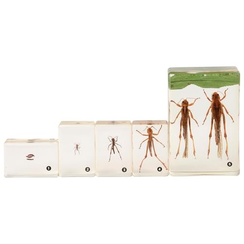 Grasshopper Life Cycle Discovery Set – 5-Piece Insect Metamorphosis Models with Educational Guide for Classroom Science - style: Grasshopper Lifecycle